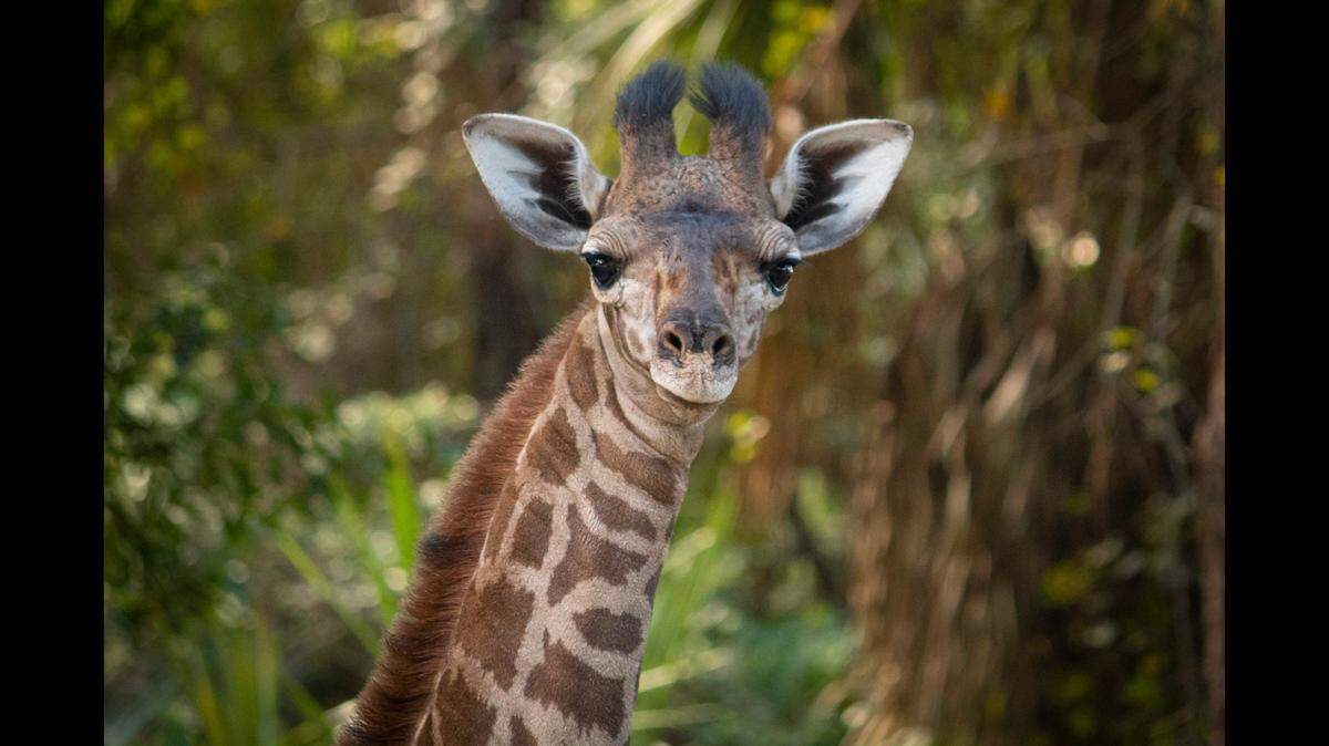 The Kansas City Zoo recently welcomed a new member, 3-year-old Aidan, a Masai giraffe.