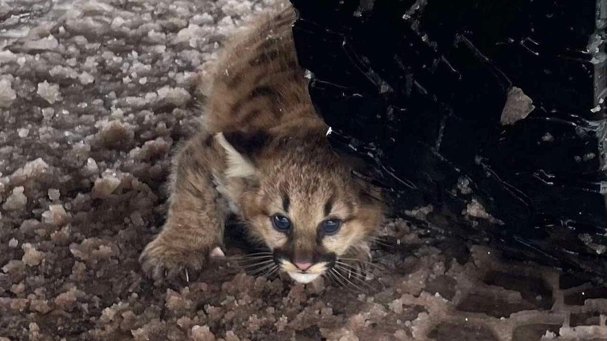 One of two cougar cubs photographed in Michigan, the first confirmed sightings in about a century.