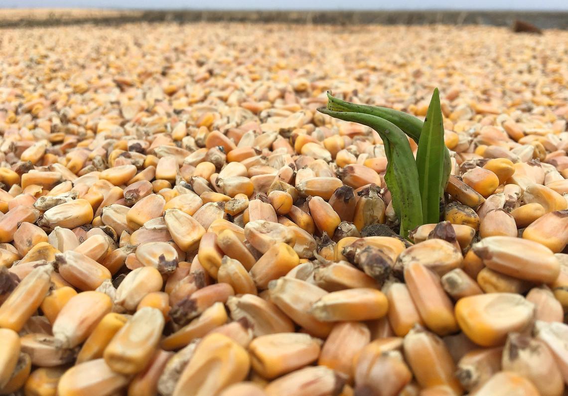 Corn spilled from a flood-damaged grain bin fills a field and begins to sprout on a farm in Corning, Missouri, in Holt County.