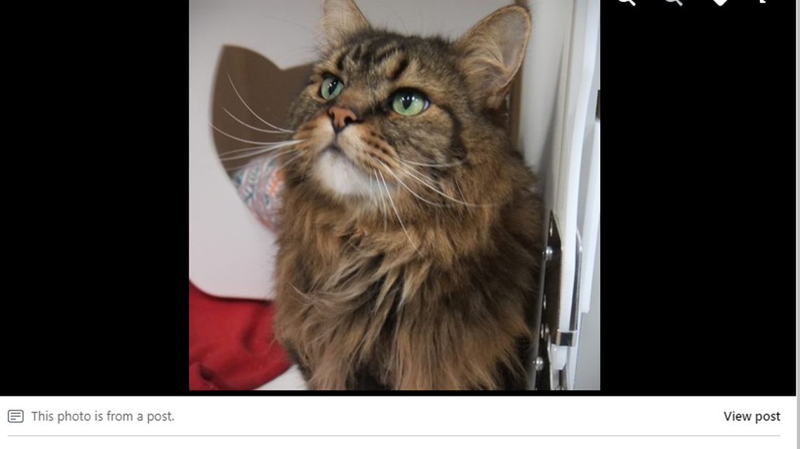 An 11-year-old cat is back at an Indiana shelter for a third time. He arrived at the shelter in 2012 and has been returned twice.