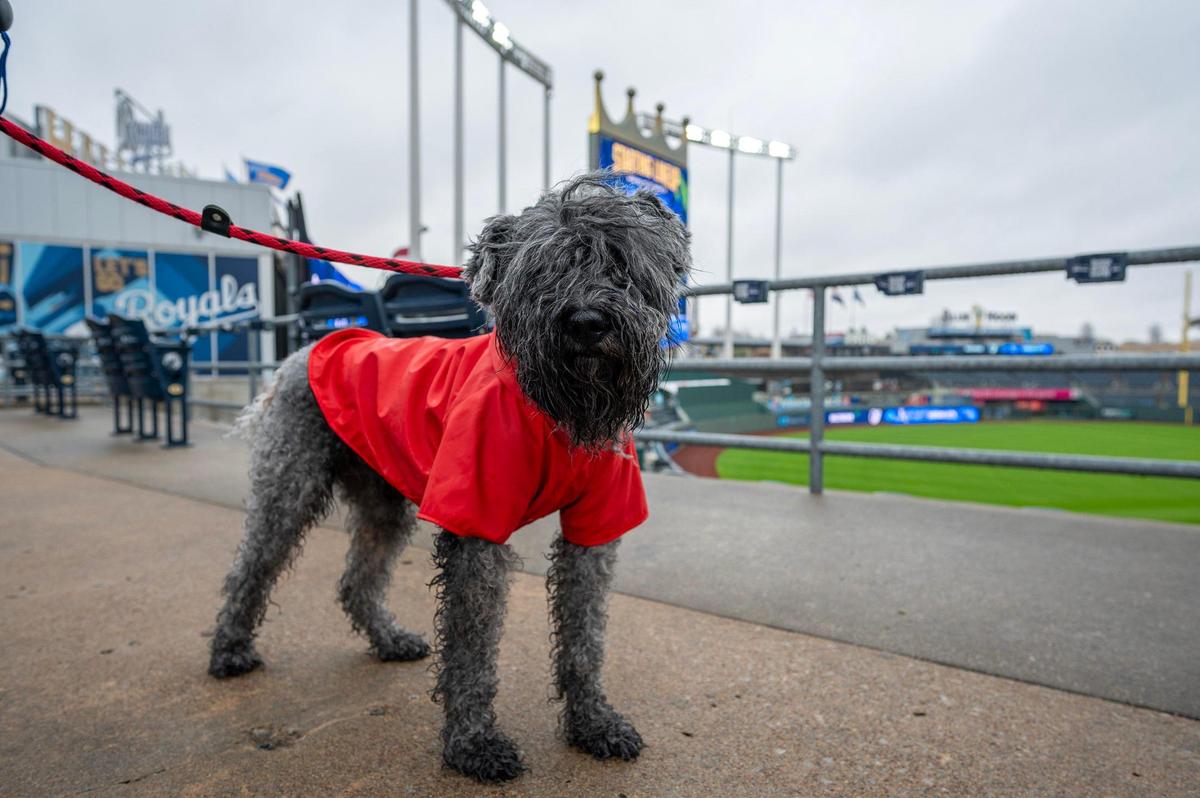 A dog named Andrew sports a red raincoat during Bark at the Park at an MLB game between the Kansas City Royals and the Baltimore Orioles on Friday, April 4, 2025, at Kauffman Stadium.