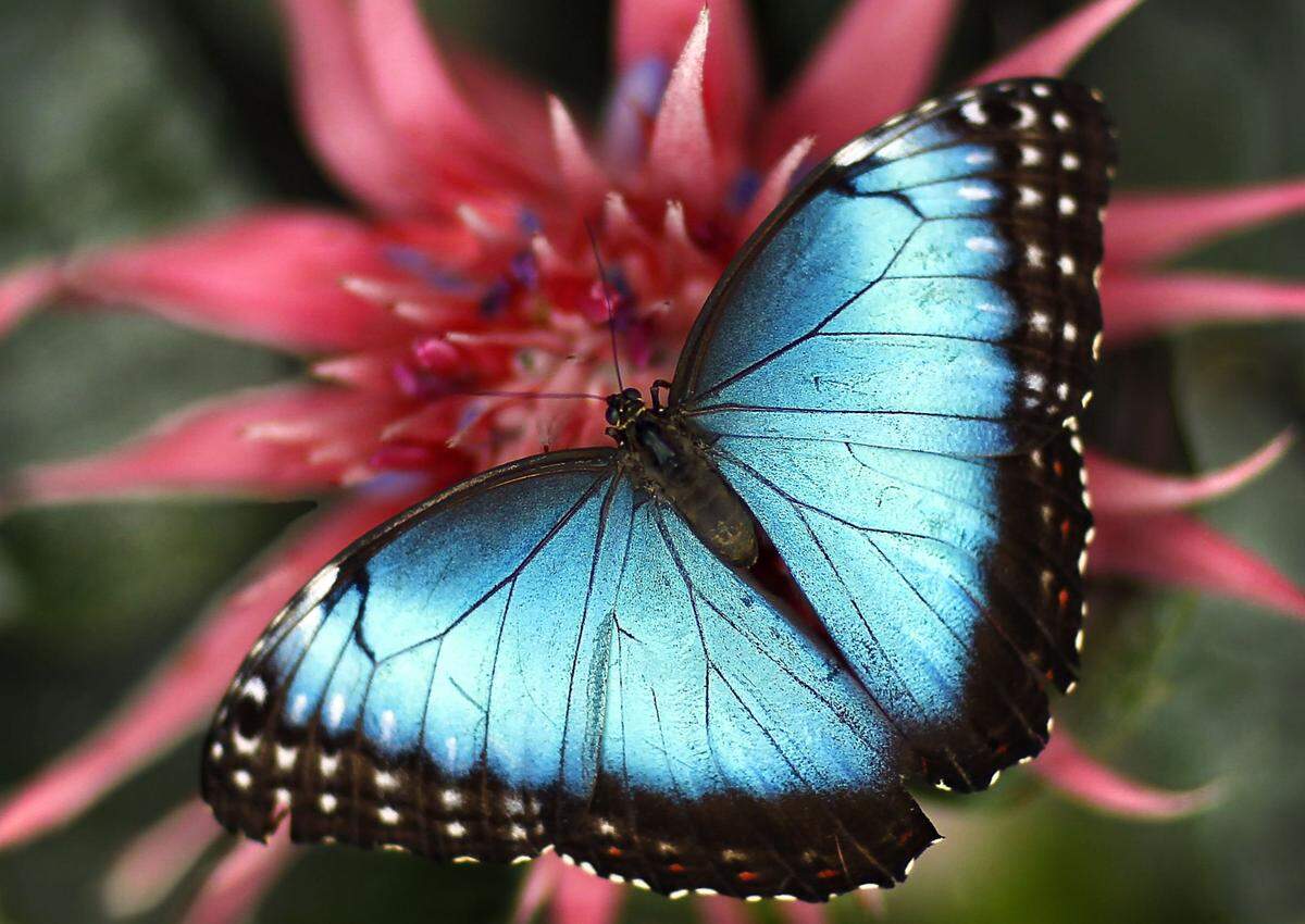 The Festival of Butterflies at Powell Gardens will begin July 21 and run through Aug. 7.