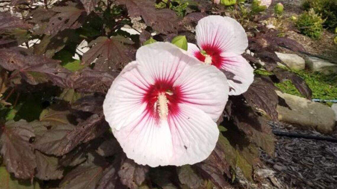 Peppermint Schnapps or Cherry Cheesecake anyone? This plant is crowd-pleaser
