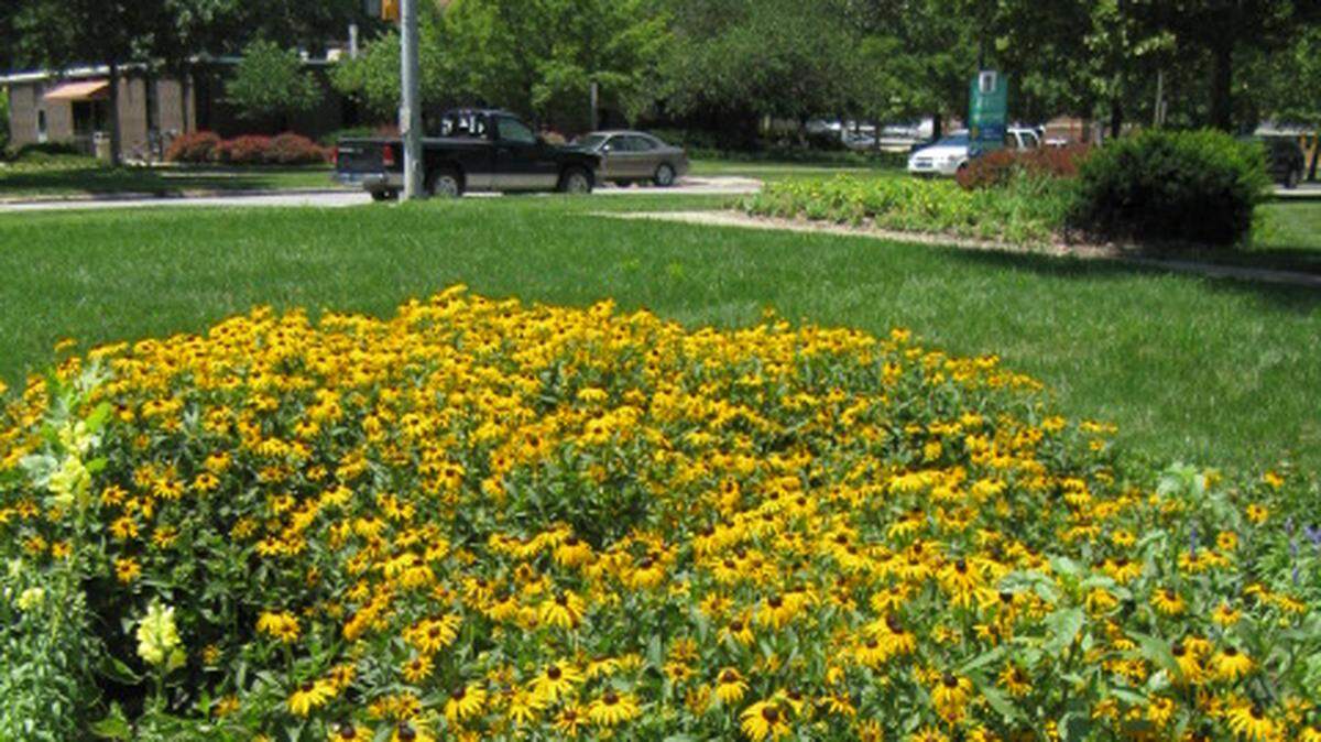 Allow some of fall’s glorious plants to die back, and let our good insects have their day.