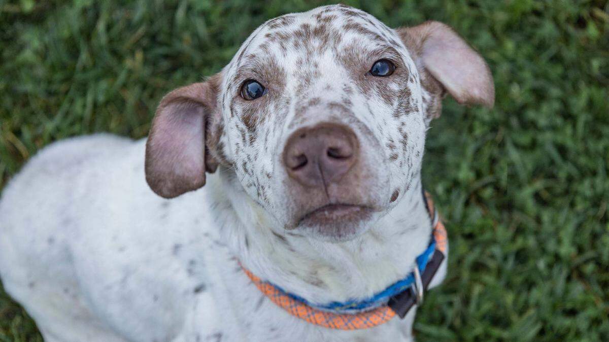 Pongo
