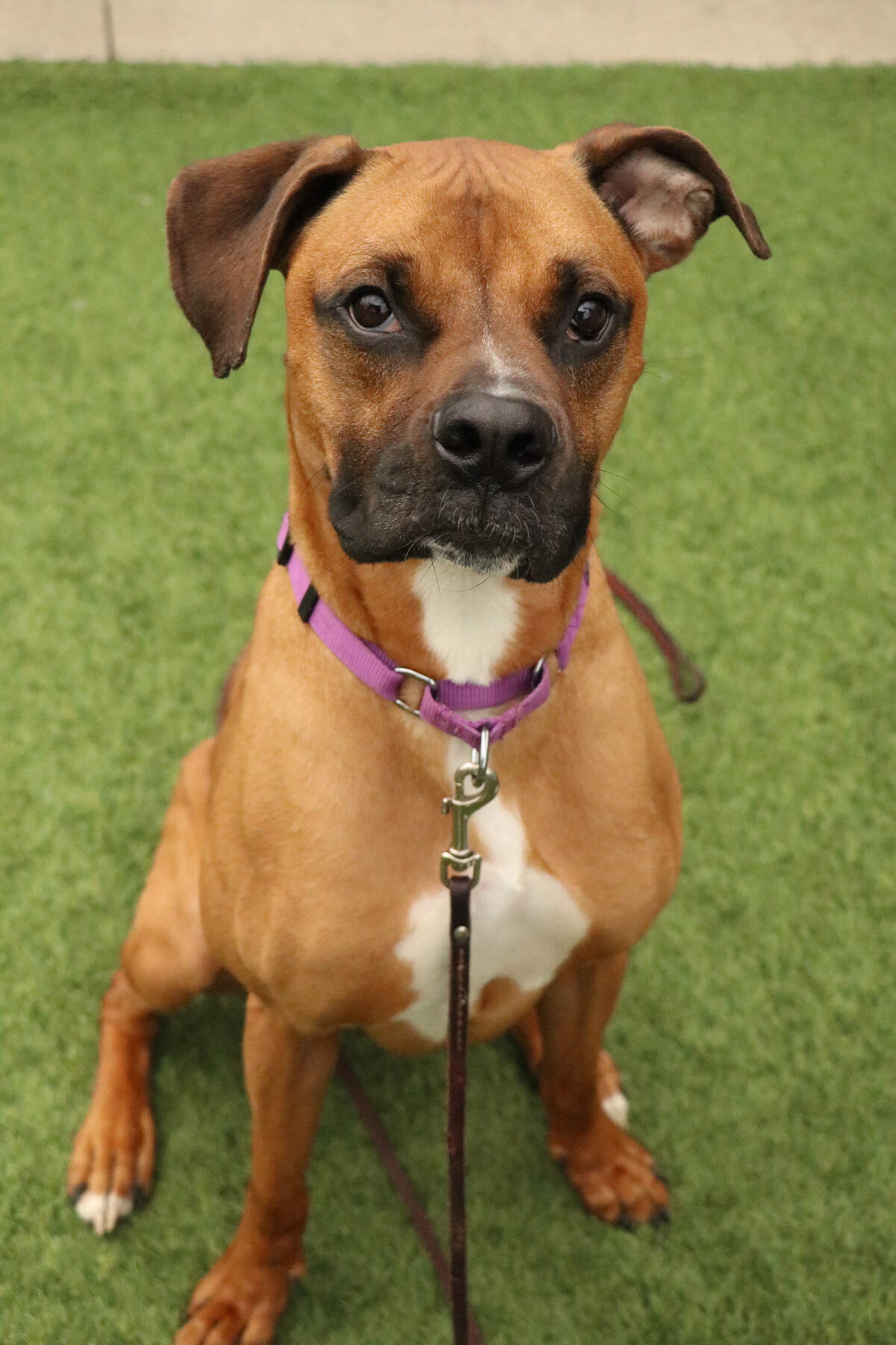Khalid is available for adoption at KCPP.