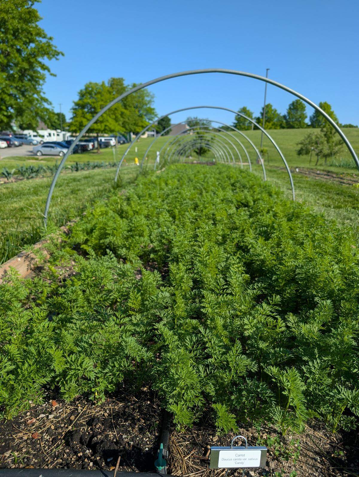 A garden bed of carrots.