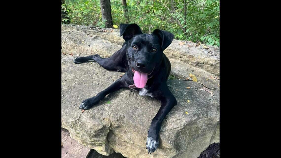 These three are up for slumber paw-ties. Two sharp dogs and a tripod kitty need homes