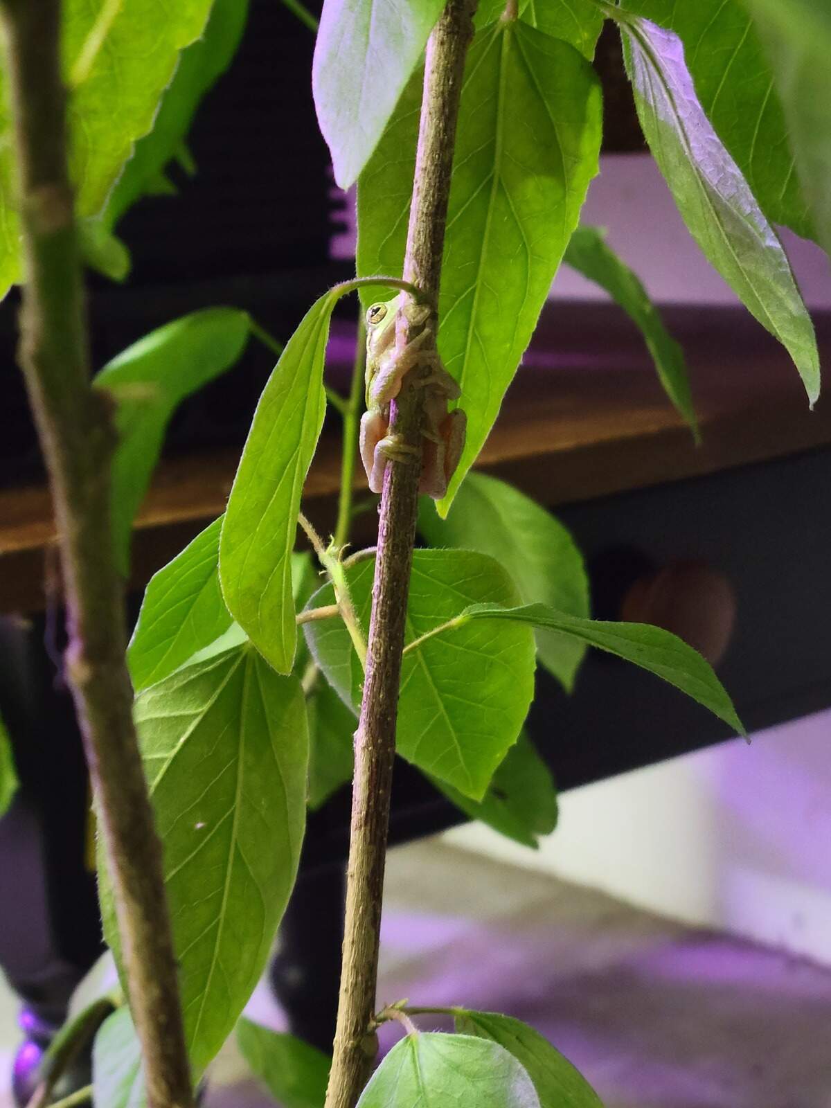 A frog hides in a hibiscus plant. You don’t want such hitchhikers setting up shop in your house this fall.