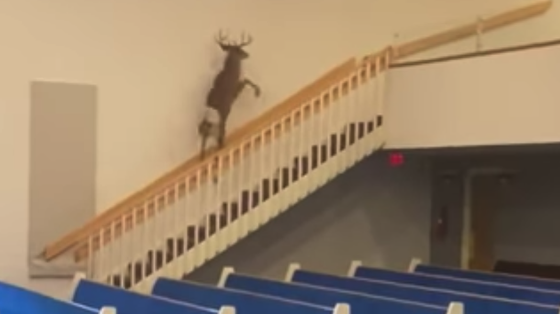 A deer broke in to Grace Christian Fellowship in Sturgis, Michigan, video shows.
