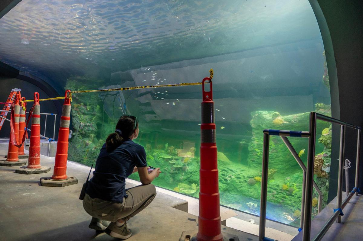 A Kansas City Zoo employee takes photos of the Pacific Reef exhibit at the newly named Sobela Ocean Aquarium at the Kansas City Zoo on Tuesday, May 9, 2023, in Kansas City.