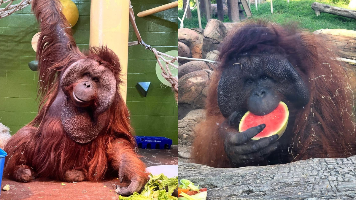 The Kansas City Zoo mourns the loss of Rufus the orangutan.