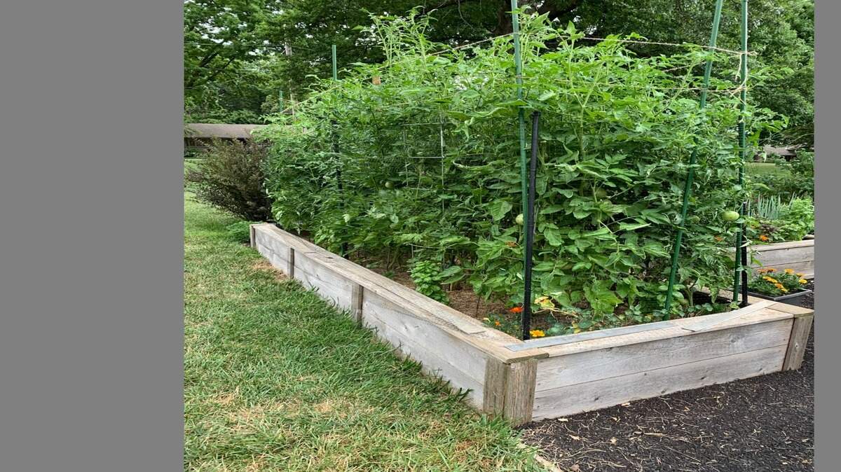 Raised beds will help tomato lovers grow a bumper crop this year.