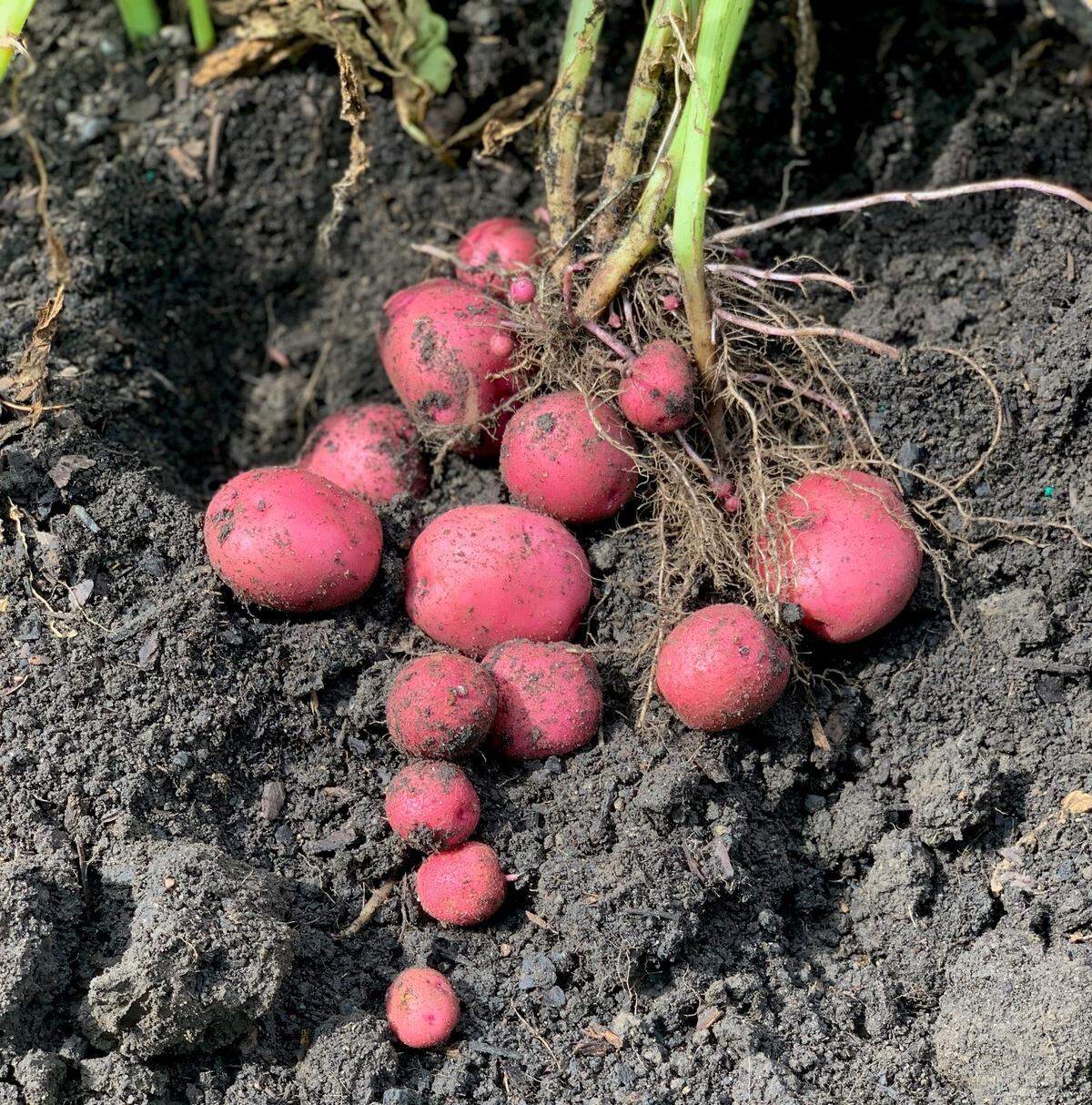 Crops like potatoes can be planted in July for late-September to early-November harvest.
