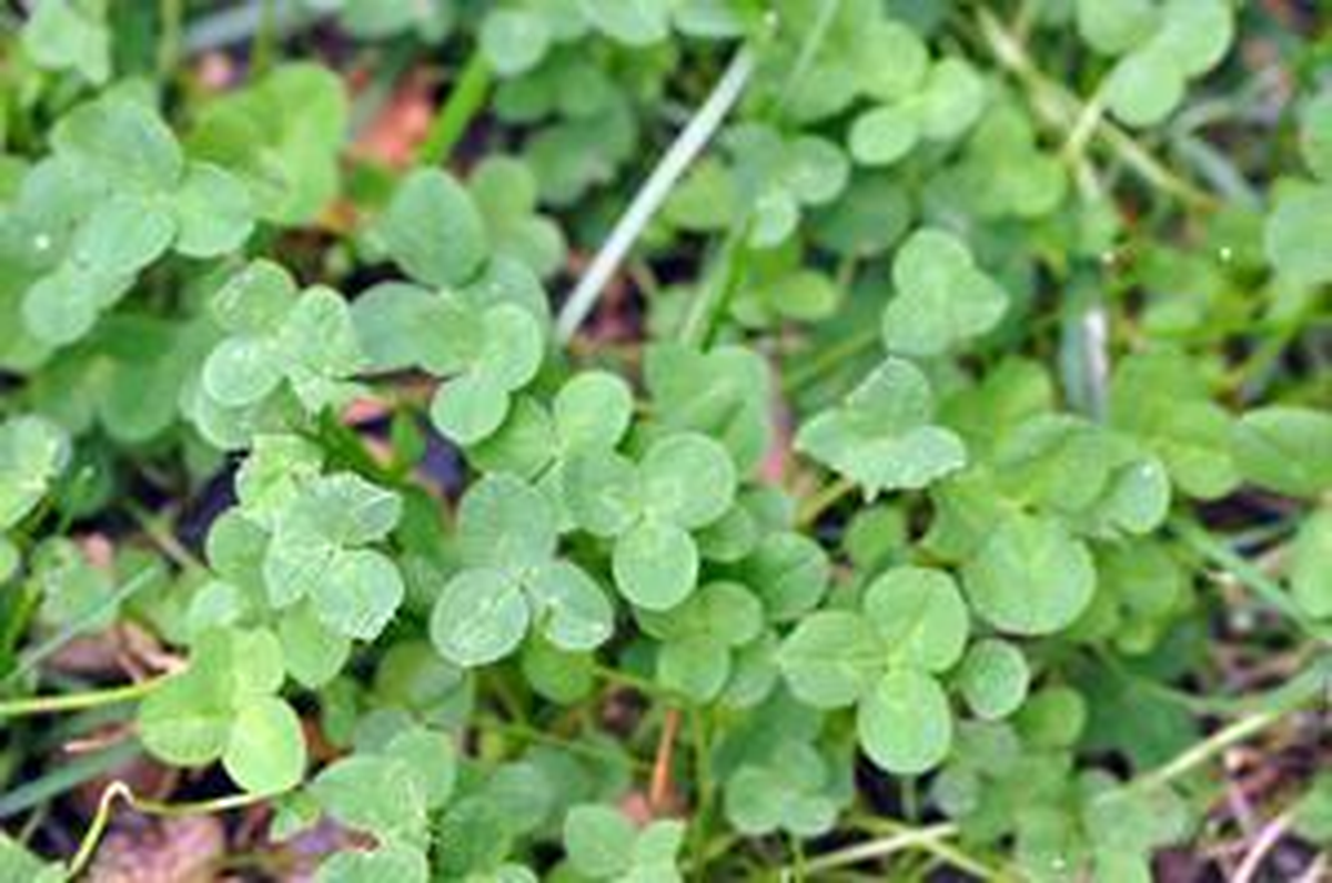 Clover can draw pollinators to our yard, but too much in your yard and you might face dry or muddy patches later in the summer.
