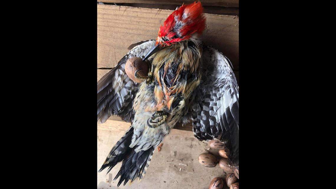 This red-bellied woodpecker died after getting its beak stuck in a pecan, according to Alabama Wildlife and Freshwater Fisheries.