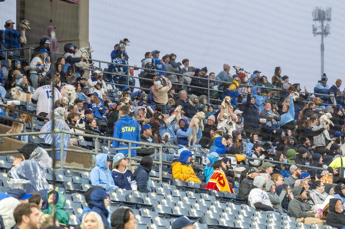 Pet owners lift their dogs in the air during the Simba Cam in the fourth inning of Bark at the Park at an MLB game between the Kansas City Royals and the Baltimore Orioles on Friday, April 4, 2025, at Kauffman Stadium.