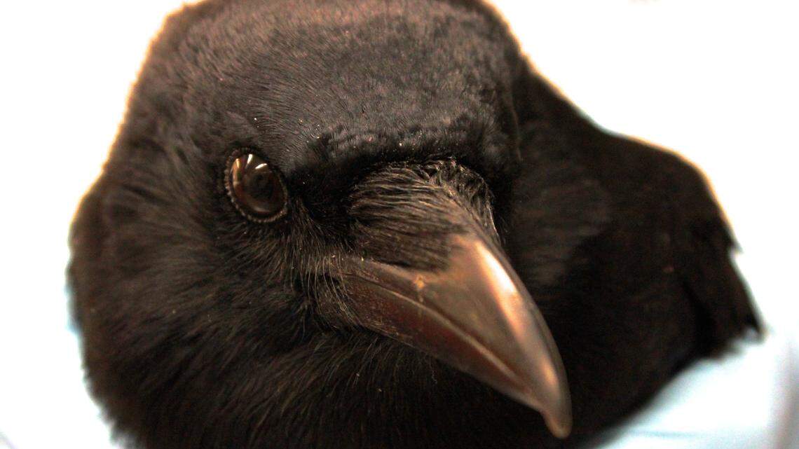 In this Dec. 16, 2015 photo, a crow just had its brain scanned at the University of Washington’s medical center in Seattle. The crow was part of research inspecting the bird’s brain activity at the sight of food. Over the years, University of Washington research has shown crows can recognize individual faces, and pass down through generations whether that face is friend or foe. In France, the historical theme park Puy du Fou has trained six crows to pick up litter tossed aside by visitors.