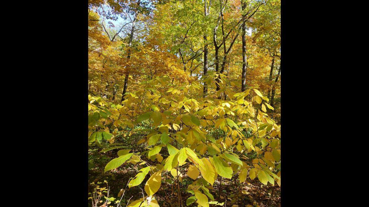 PawPaws shine a brilliant yellow throughout the forest in the autumn.