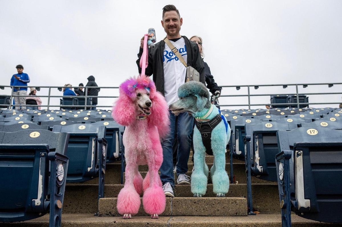David Anderson walks down the steps with his dogs, Kimora Lee Simmons and Louie Vitton, during Bark at the Park at an MLB game between the Kansas City Royals and the Baltimore Orioles on Friday, April 4, 2025, at Kauffman Stadium.