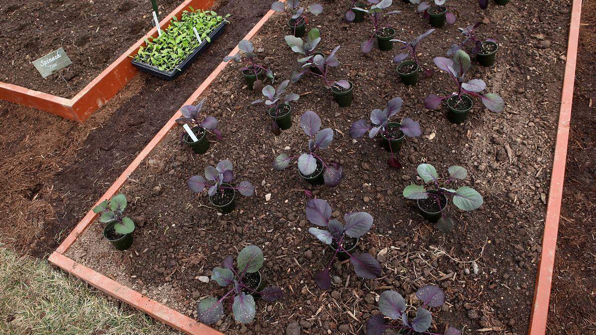 Garden bed.