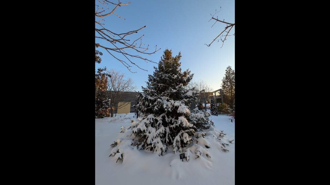 Do evergreens hold needles all year? Pro’s answer to child’s question might surprise