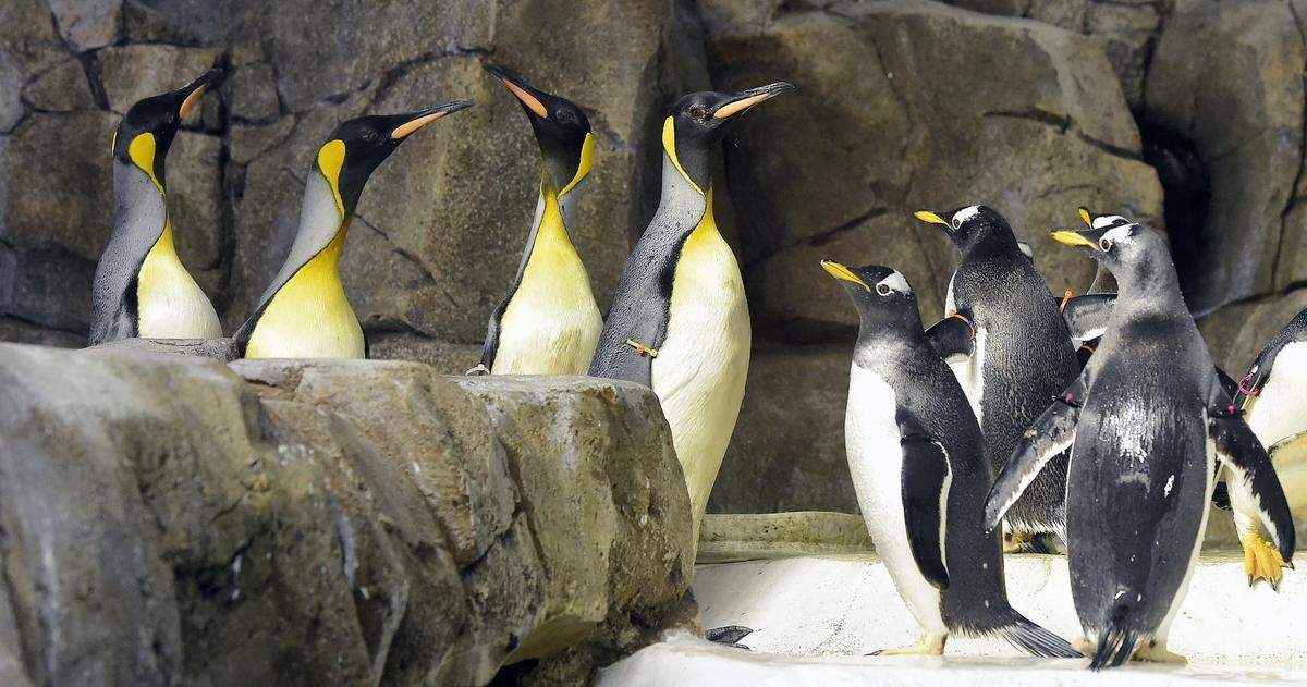 The public can adopt a penguin as part of the Kansas City Zoo’s Valentine’s Day Lovebird Special called Adopt a Wild Child.