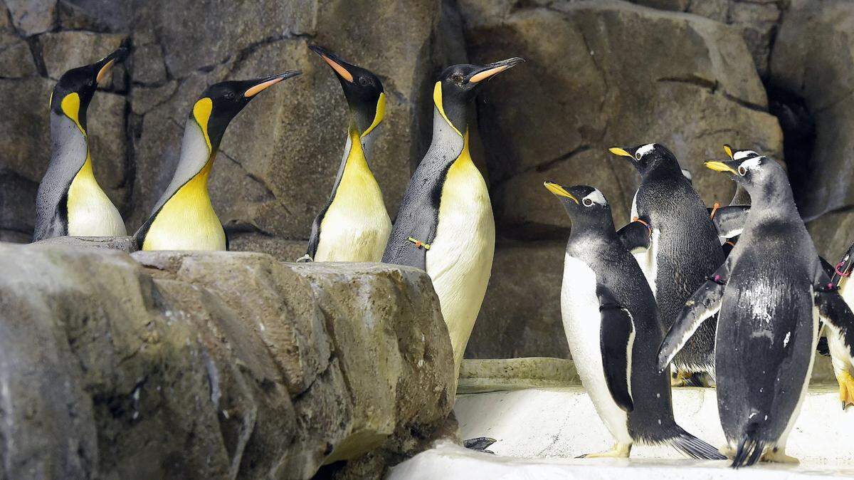 The Kansas City Zoo is an inexpensive, fun family activity.