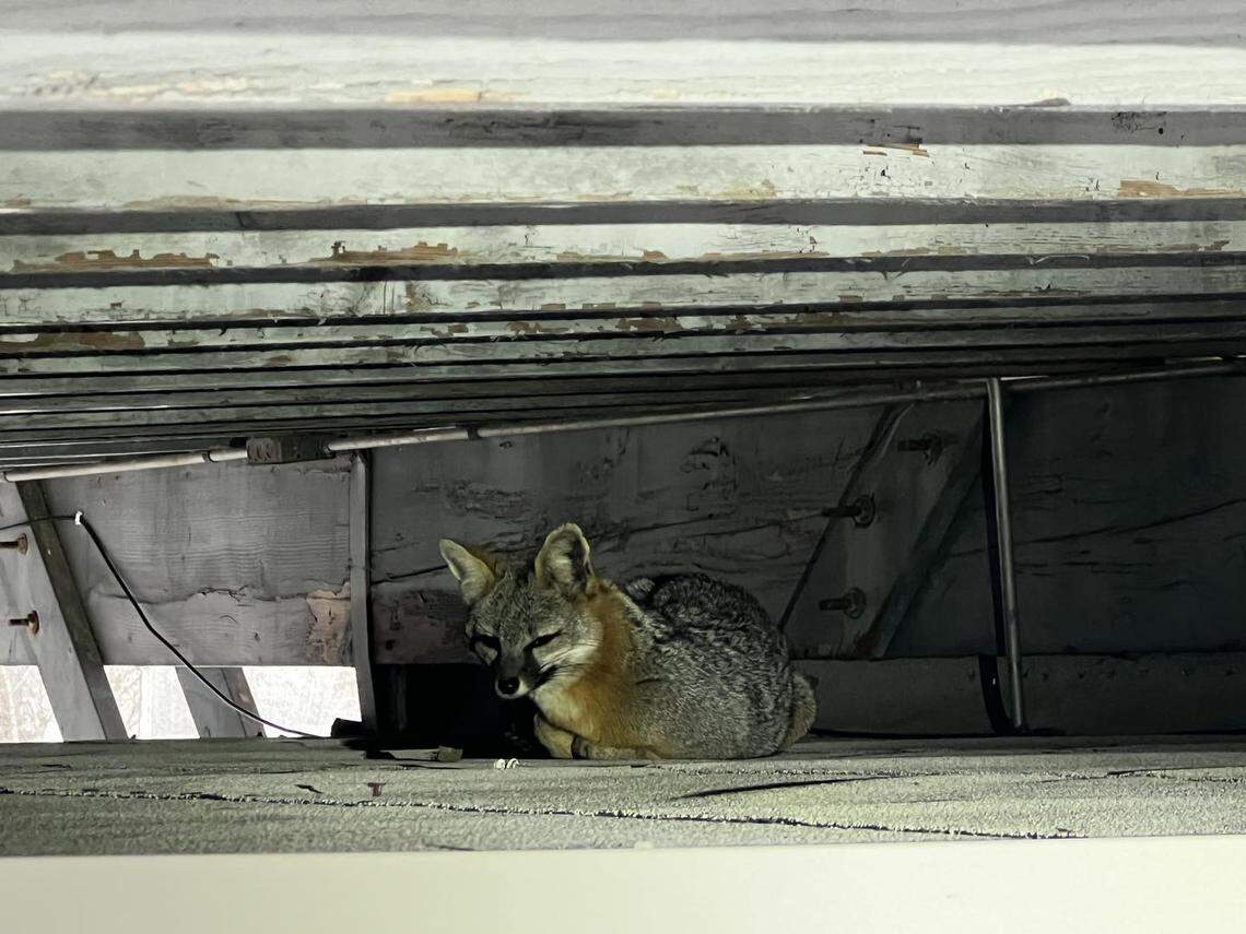 A gray fox was spotted at a South Dakota baseball stadium.
