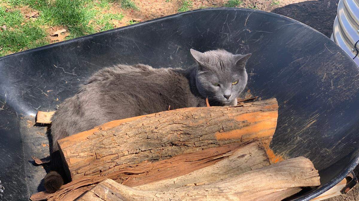 This feline looked on in disdain a husband and wife team bickered in the garden.