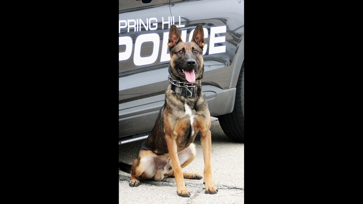 K9 Officer Loki is being pinned Thursday, Nov. 18, 2021, as the newest member of the Spring Hill Police Department.