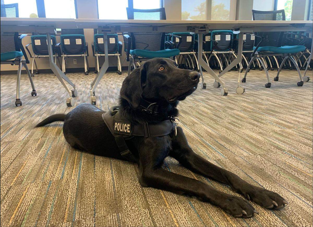 Have, the OPCAT therapy dog, has a harness that says ‘police dog’ on one side and ‘pet me’ on the other side. Brought said that kids love to see her because she is one of the few police dogs that they can interact with.