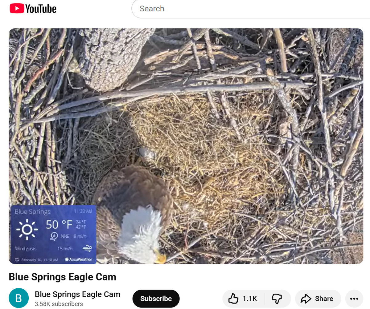 A screenshot from The City of Blue Springs’ bald eagle nest livestream. The pair of bald eagles recently laid an egg.