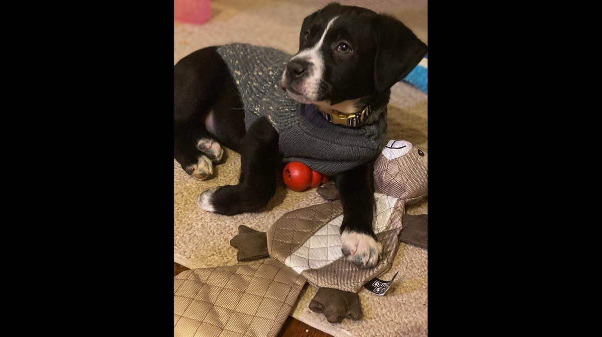 Jeffrey Brown’s puppy, Mayor Jude Fauci Pfizer Belarosa Brown, wears a sweater as Kansas City experiences arctic temperatures on Tuesday, Feb. 16, 2021.