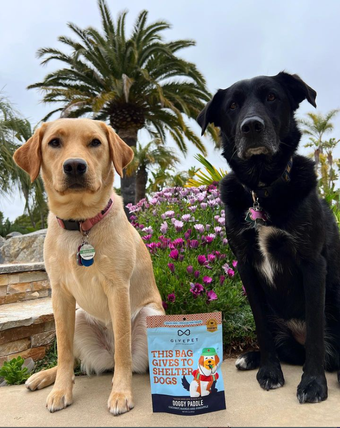 GivePet feeds shelter dogs and family pets alike.