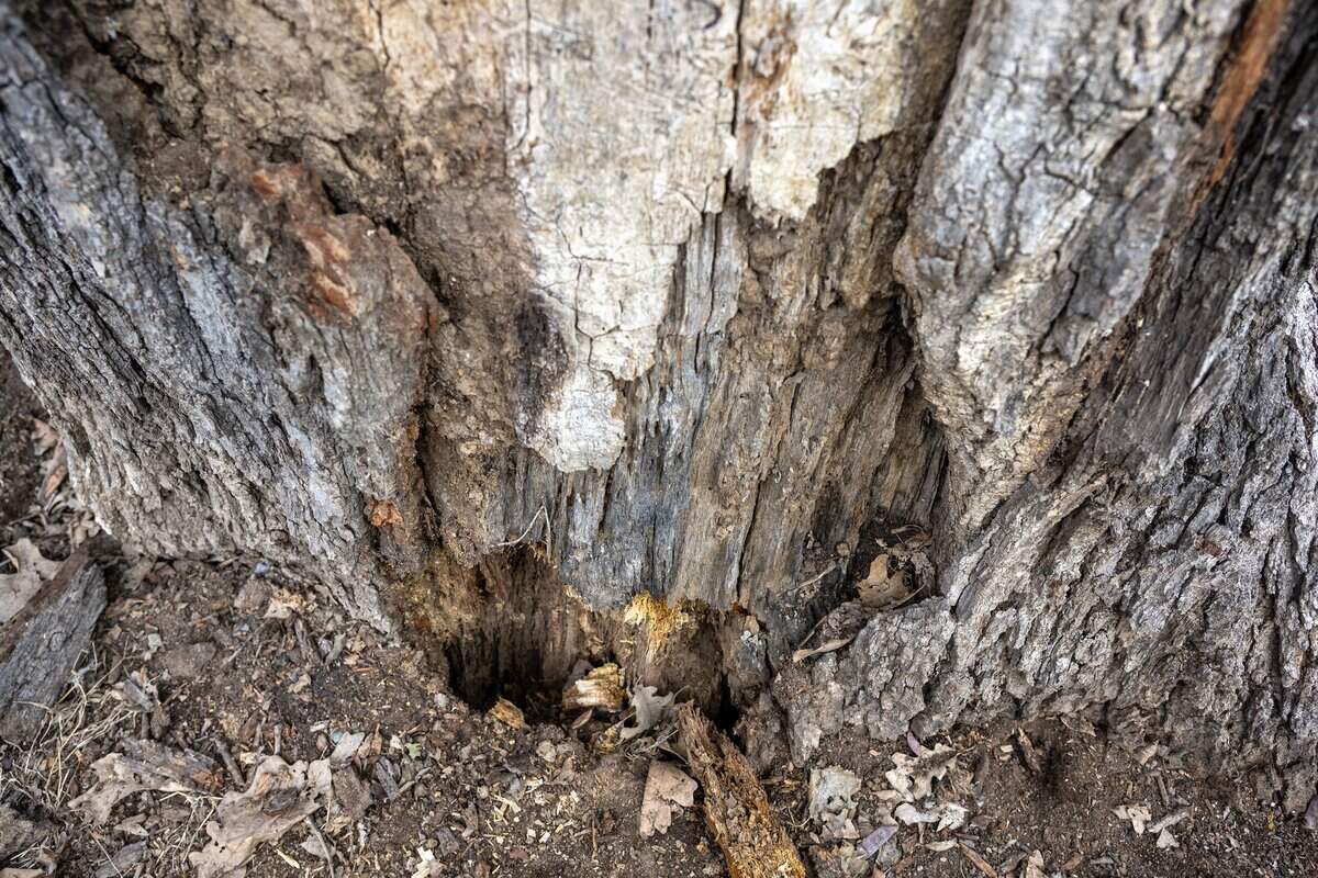 A hole is visible at the trunk of a 250-year-old bur oak tree in the Northeast neighborhood on Tuesday, Jan. 13, 2026, in Kansas City.
