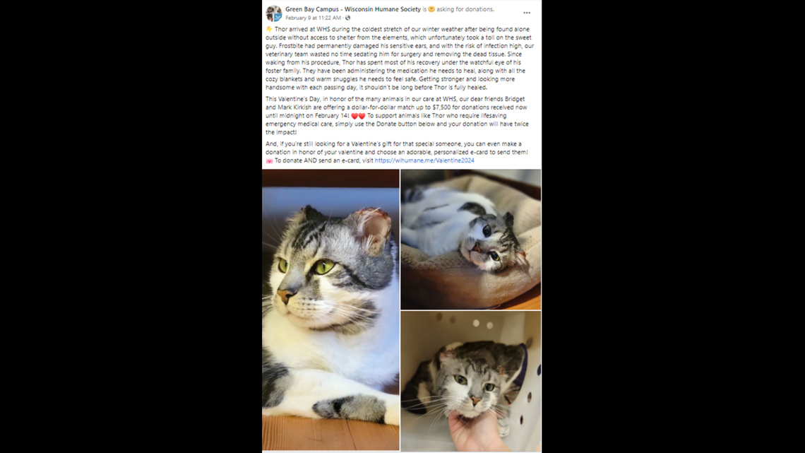 A cat was found outside in the freezing winter without access to shelter, the Wisconsin Humane Society said. His ears were frostbitten.