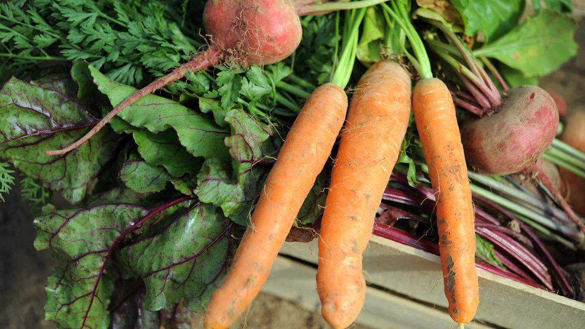 The Easiest Vegetables to Grow Successfully No Matter Where You Live