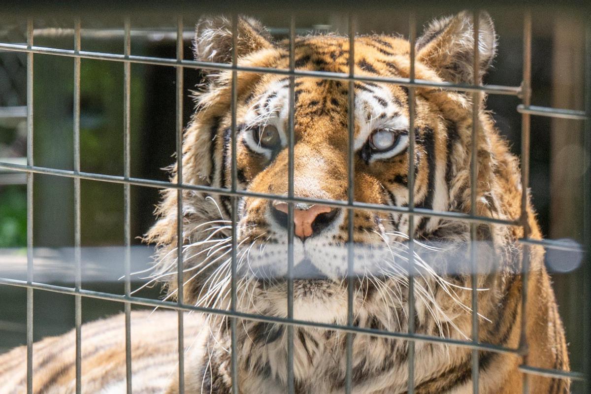 Isis, a 21-year old Bengal tiger at Cedar Cove Conservation & Education Center in Louisburg, Kansas on Thursday, May 22, 2025. Cedar Cove has provided a safe haven for displaced exotic animals for the last 25 years.