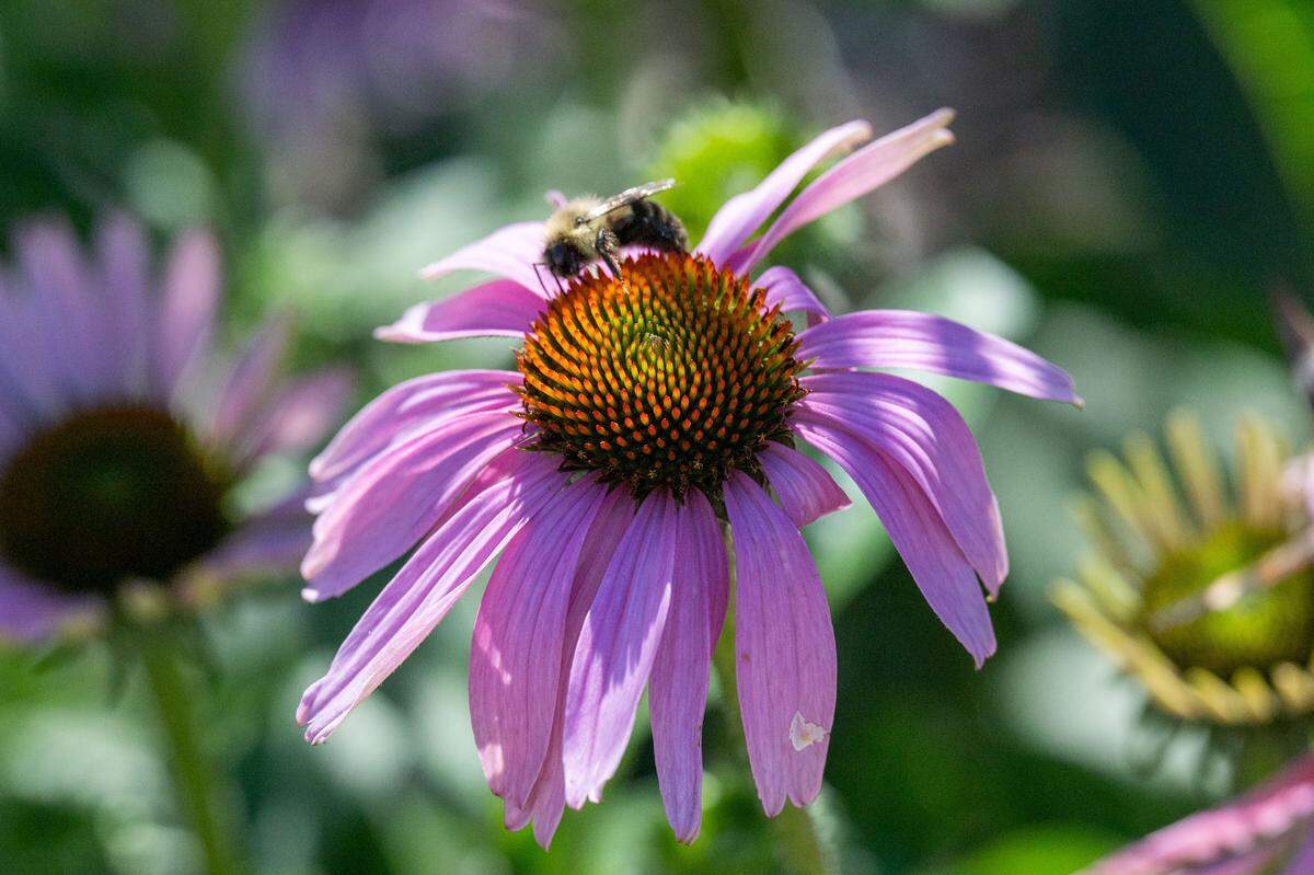 A bumblebee rests on a purple coneflower at an urban farm on Kansas City's East Side, on Tuesday, October 21, 2025.