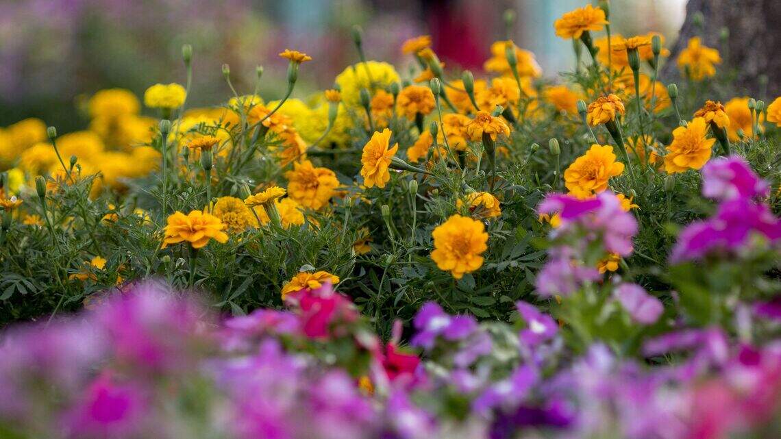 Beginner Flower Gardening: 6 Easy Flowers That Grow With Little Effort