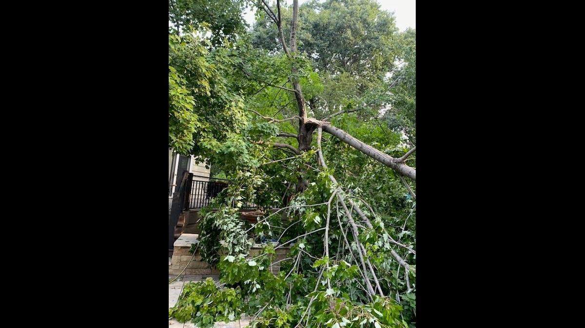 The best course of action if your tree was hurt by storms is to make the wound as “clean” as possible when cutting, then support the tree as best as possible to protect from continuing stressors.