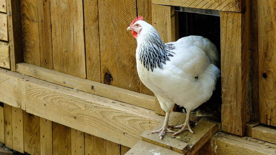 Overland Park’s new rules allow chickens on properties of a quarter-acre or more, which is good news for people who want only the freshest eggs.