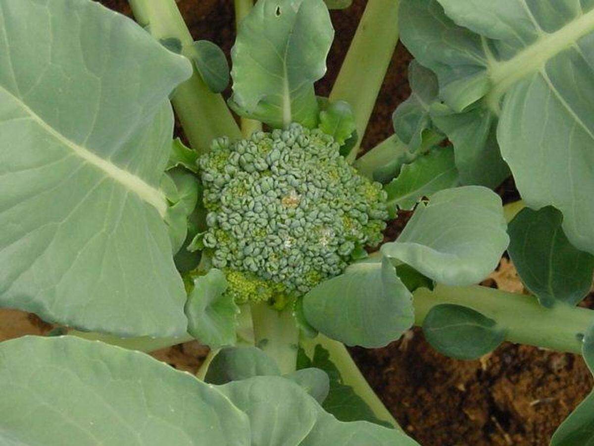 Heading crops — like broccoli, cauliflower and cabbage&nbsp;— need extra water once the heads set and begin growth.                       