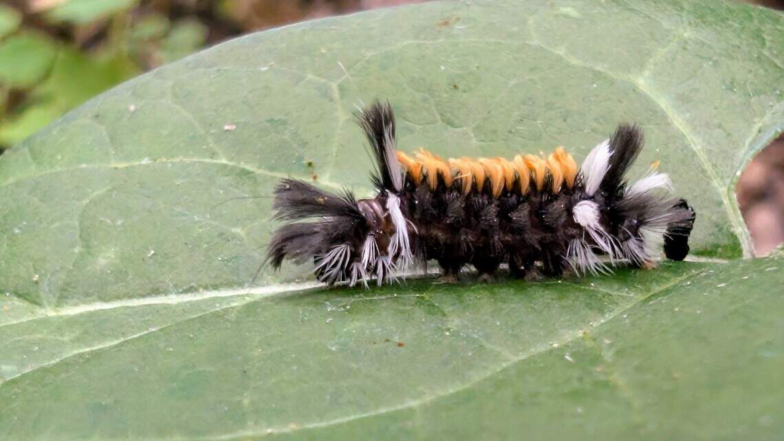 Milkweed for monarchs, but also for local moth that is critical to our ecosystem