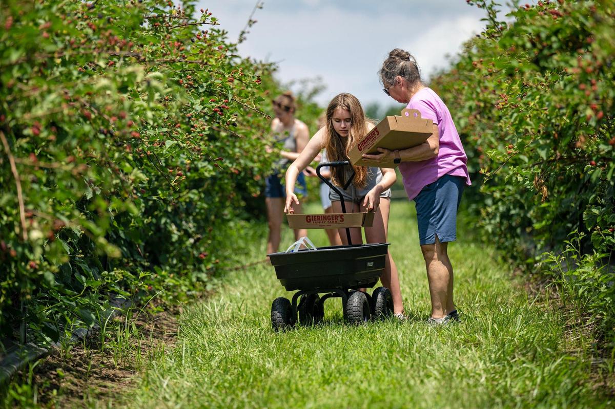 Lindley Roberts, 14, of Gardner, helps Shelia Kratzberg of Greeley, Kansas, load flats of blackberries into their wagon at Gieringer’s Family Farm on Wednesday, June 18,2025, in Edgerton, Kansas.