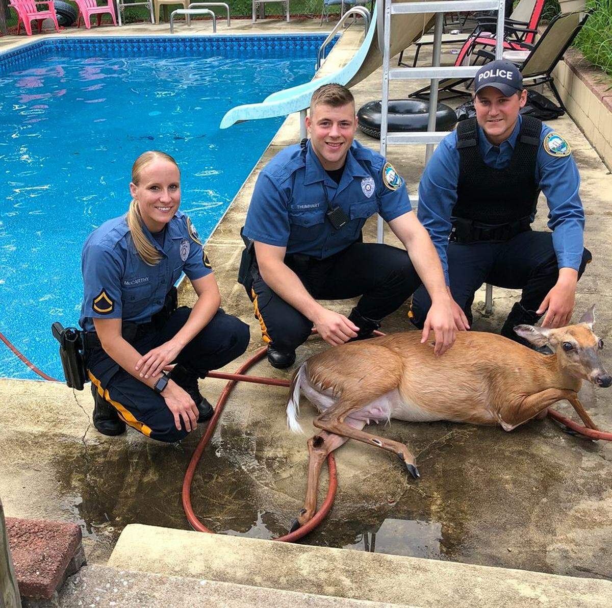 “Officers Thumhart, Bakker and McCarthy were able to use the deer rescue training they learned in the academy (not really) to safely remove the deer from the pool.”