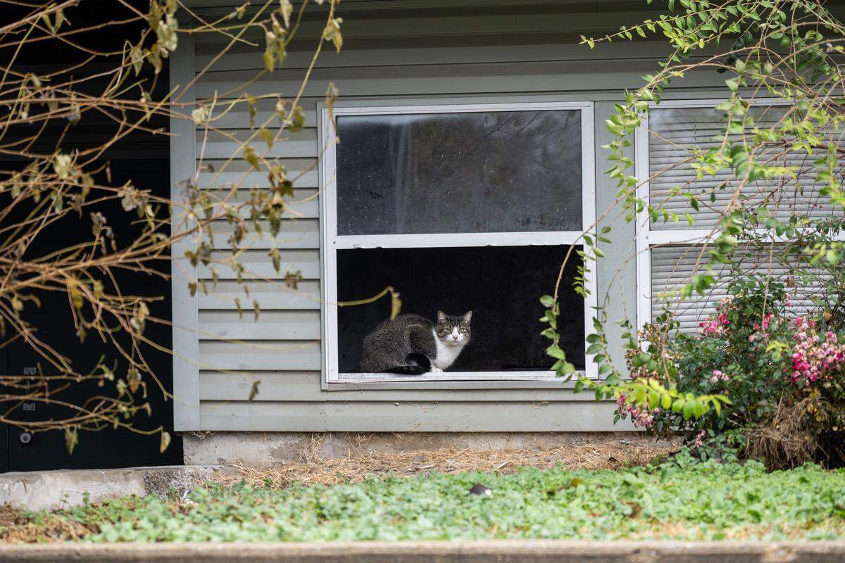 A cat sits in the broken window of a unit at Olive Park Village Apartments on Friday, Nov. 21, 2025, in Kansas City.