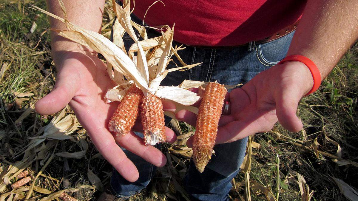 Crops such as corn and soybeans can be turned into low-carbon sustainable aviation fuel.