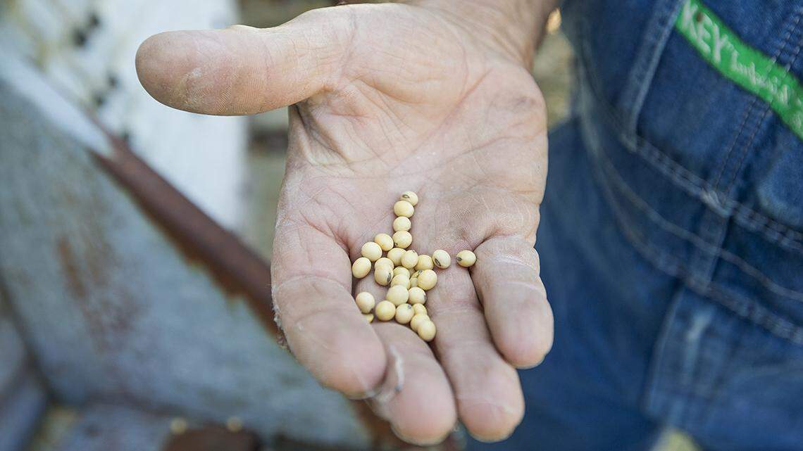 Soybeans are one of the Midwestern crops affected by tariffs.